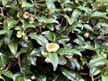 お茶の花 お茶の花 茶畑,茶葉,お茶の花の写真素材