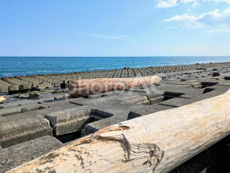 海と流木 流木,古木,海の写真素材