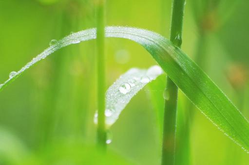 Grass and polka dots, JPG Grass and polka dots, JPG