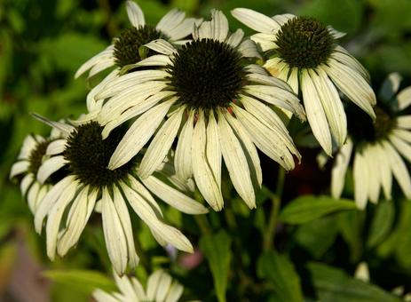 ムラサキバレンギク ムラサキバレンギクの写真