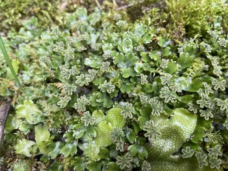 Photo, zenigoque, moss, a male, 