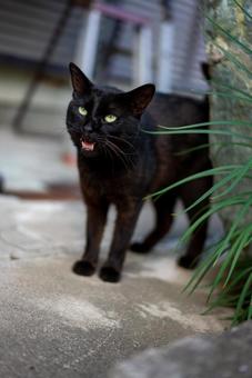 威嚇する黒猫のまなざし 猫,黒猫,ネコの写真素材