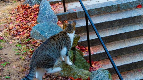 猫ふわり、秋のまどろみ 猫ふわり、秋のまどろみ 落ち葉,猫,秋の写真素材