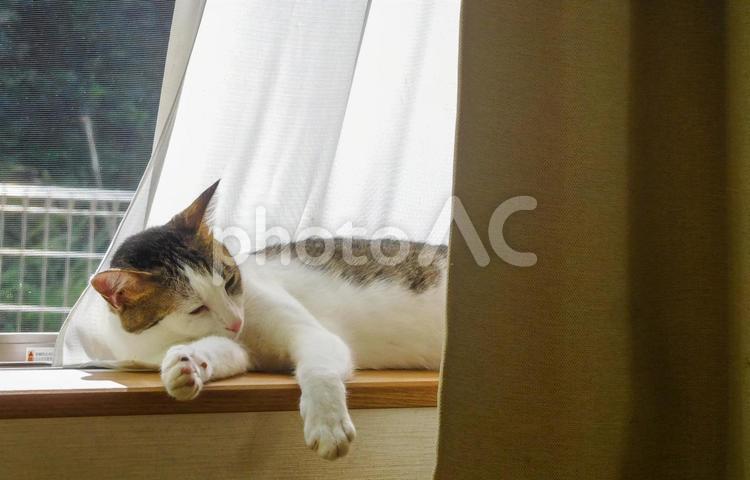 気持ちよく昼寝する猫 猫,ねこ,昼寝の写真素材