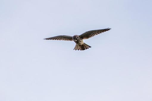 チョウゲンボウ(72) 鳥,チョウゲンボウ,ホバリングの写真素材