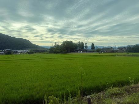 悪天候の日の鯖江市の田畑　夏 鯖江市,自然,景色の写真素材