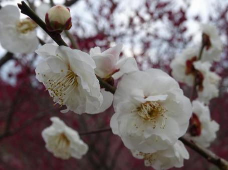 白梅のクローズアップ 白梅のクローズアップ 梅,花,春の写真素材