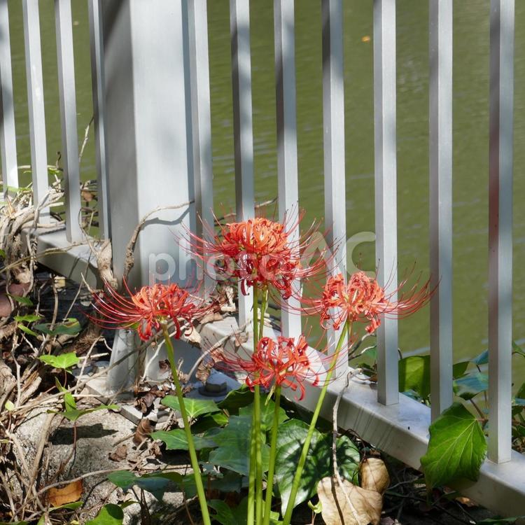 川沿いで咲いているヒガンバナ 彼岸花,曼殊沙華,赤の写真素材