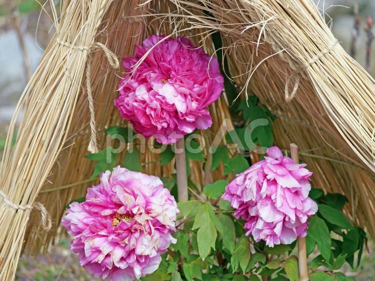 藁に守られて咲く冬の牡丹1 牡丹,ボタン科,富貴花の写真素材