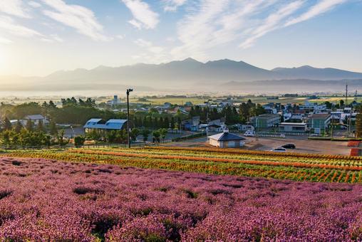早朝のラベンダー畑 早朝のラベンダー畑 ラベンダー,早朝,中富良野町の写真素材