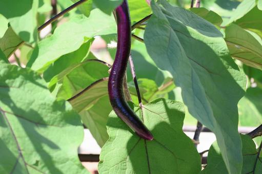 緑の葉と紫の細長いヒモナスの実 緑の葉と紫の細長いヒモナスの実の写真