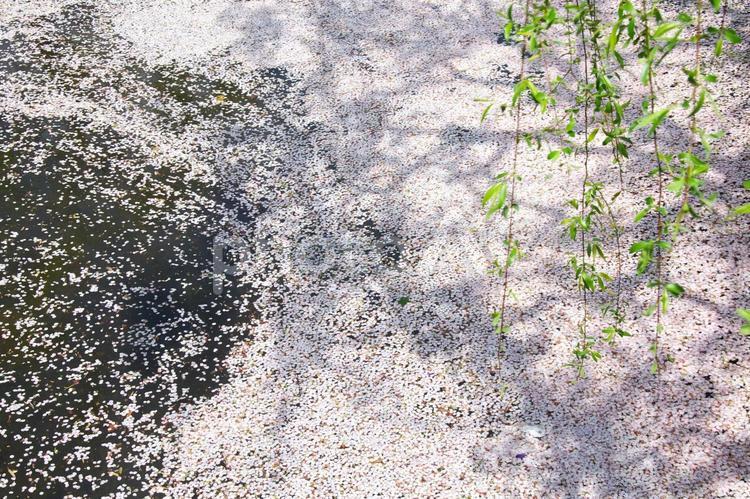 花筏と柳の新緑 桜,さくら,ソメイヨシノの写真素材