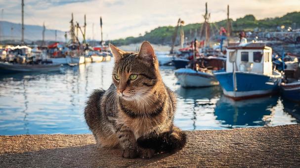 漁港にいる猫 漁港にいる猫の写真
