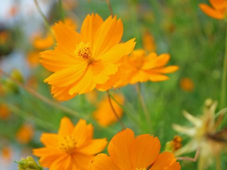 夏の花 夏の花 可憐,オレンジ,海辺の写真素材