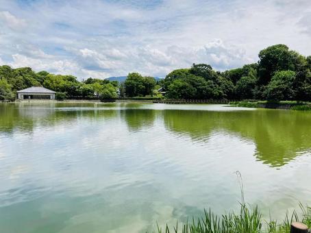 Photo, kashihara shrine, kashihara city, nara prefecture, a shrine, 
