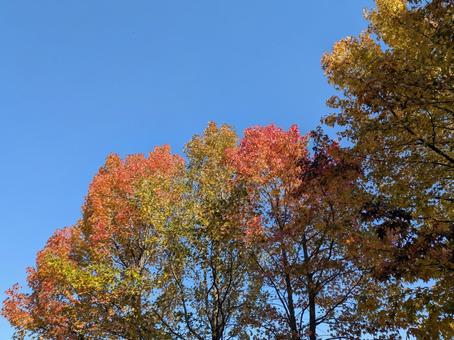立冬の日の横浜市北部の公園樹木の紅葉 横浜市青葉区,あざみ野一丁目第三公園,都市公園の写真素材