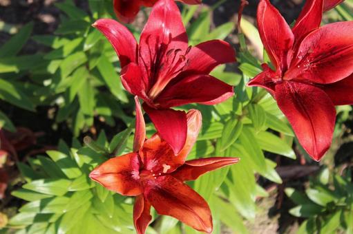 It bloomed again this year. Red lilies, red, yuri, green, JPG