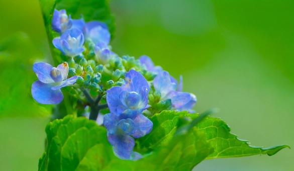 花模様₋アジサイ‐ガクアジサイ 花模様₋アジサイ‐ガクアジサイの写真