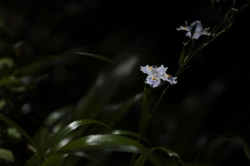春に咲くシャガの花 春に咲くシャガの花 シャガ,春,山の写真素材