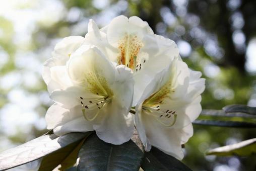 Photo, close-up, flowers and trees, spring, 