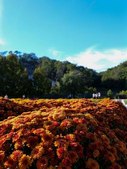 ダリア ダリアの写真