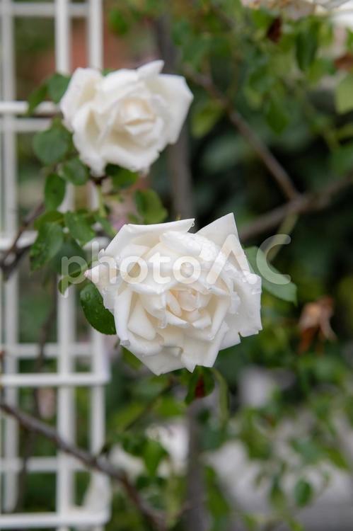 水滴をまとった白いバラの花 バラ,白,花の写真素材