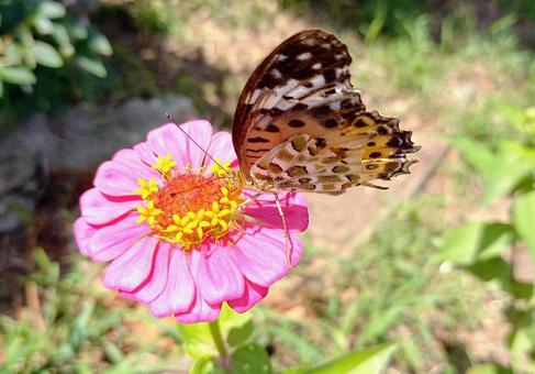 ジニアと蝶々 ジニアと蝶々の写真