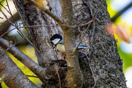 シジュウカラ(80)の写真