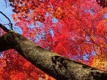 紅葉 紅葉の写真
