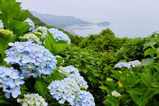 6月中旬の紫雲出山のアジサイの花と霧の海 6月中旬の紫雲出山のアジサイの花と霧の海の写真
