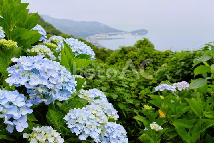 ６月中旬の紫雲出山のアジサイの花と霧の海 アジサイ,花,植物の写真素材