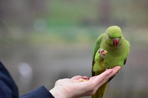鳥 鳥,とり,公園の写真素材
