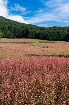 赤そばの里 赤そばの里,信州,長野の写真素材