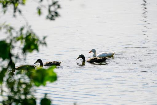 アヒルとカモ⑺ 鳥,アヒル,マガモの写真素材