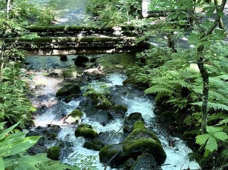 奥入瀬渓流5 奥入瀬渓流5 奥入瀬渓流,渓流,滝の写真素材