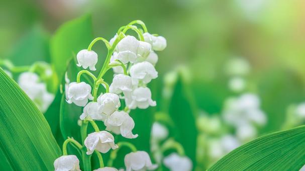 Lily of the valley Lily of the valley Lily of the valley, lily of the valley, lily of the valley, suzuran, JPG