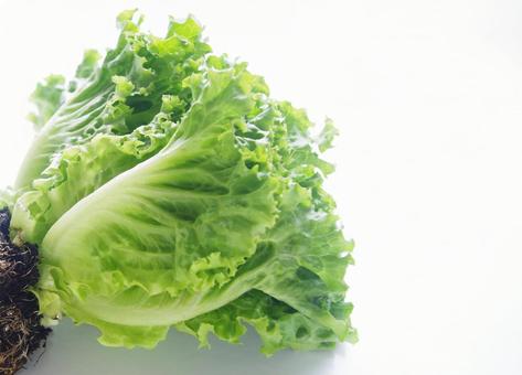 新鮮な野菜 リーフレタス レタス 新鮮な野菜 リーフレタス レタス レタス,水耕栽培,野菜の写真素材