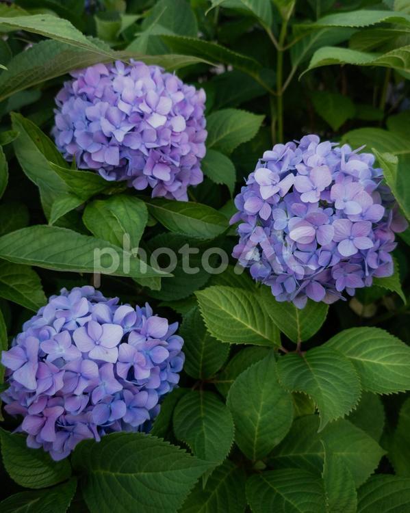 紫色のあじさい あじさい,梅雨,6月の写真素材