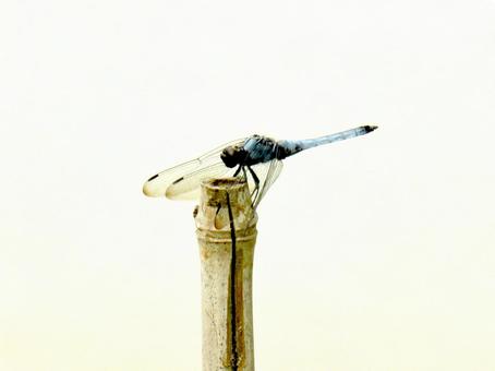 郊外の公園に立つ竹に止まるシオヤトンボ 郊外の公園に立つ竹に止まるシオヤトンボの写真