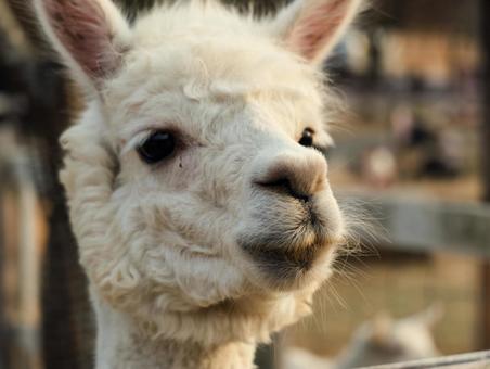 アルパカ アルパカ,動物,欧米の写真素材