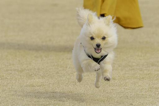 ポメラニアン【生後約7か月】 ポメラニアン【生後約7か月】 ポメラニアン,犬,いぬの写真素材