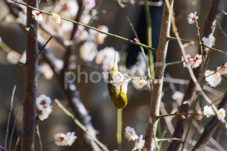 梅の花とメジロ メジロ,梅,春イメージの写真素材