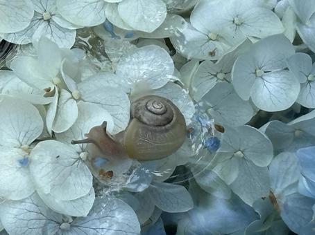 Photo, snails, snail, above water, 