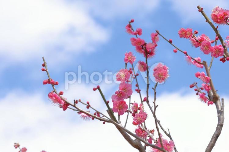 太宰府天満宮の梅花13 太宰府天満宮,飛梅,菅原道真の写真素材