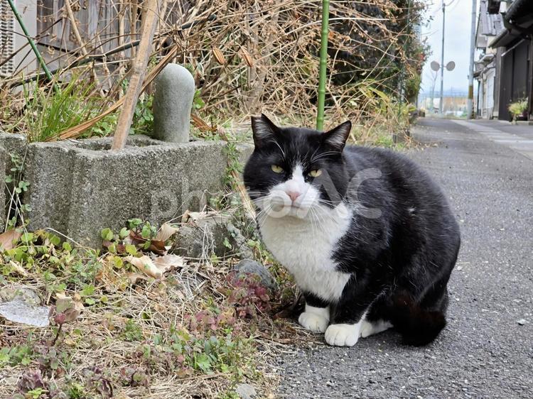 猫のいる田舎の風景 猫,ネコ,地域猫の写真素材