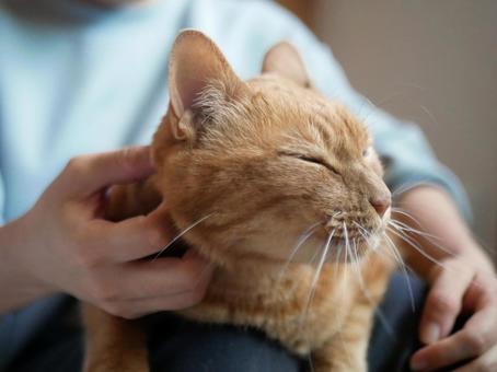 猫をなでる飼い主 猫,ペット,動物の写真素材