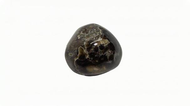 Fossil coral (transparent background), JPG Fossil coral (transparent background), JPG