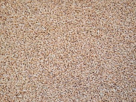 テクスチャ_籾_1 秋,秋の味覚,籾の写真素材
