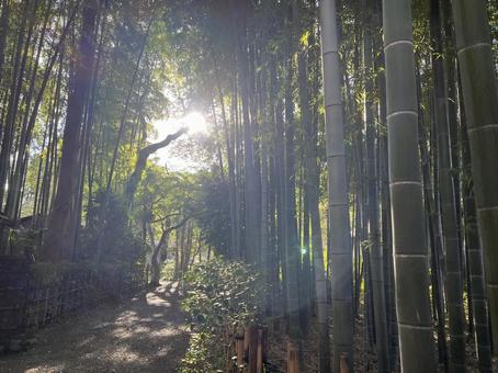 荘厳な雰囲気の竹林と木漏れ日 荘厳な雰囲気の竹林と木漏れ日 荘厳,竹林,風景の写真素材