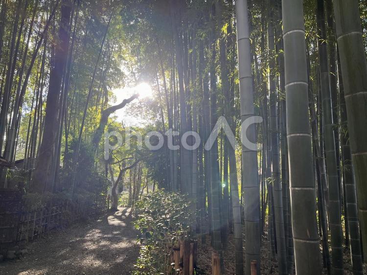 荘厳な雰囲気の竹林と木漏れ日 荘厳,竹林,風景の写真素材